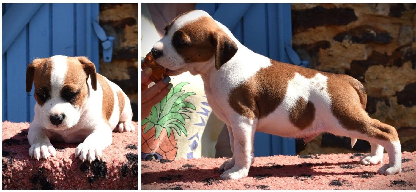 Chiot N°3