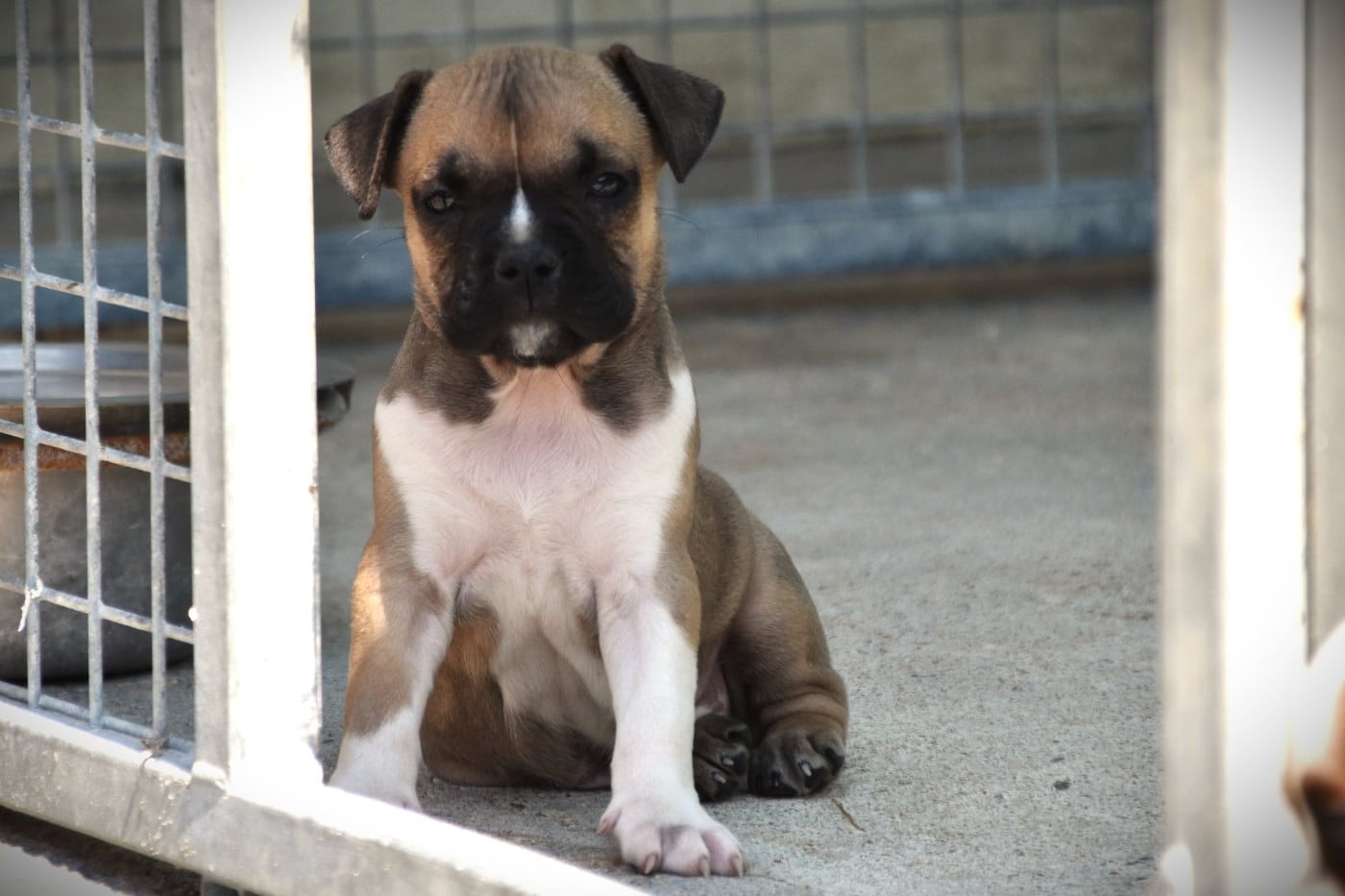 Chiot N°5