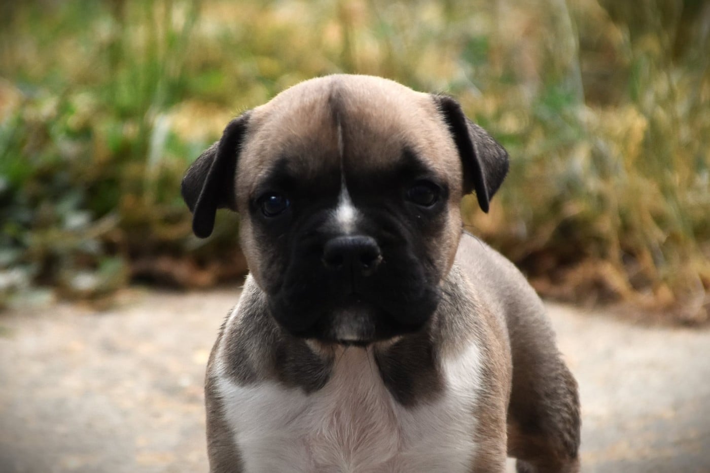 Chiot N°5