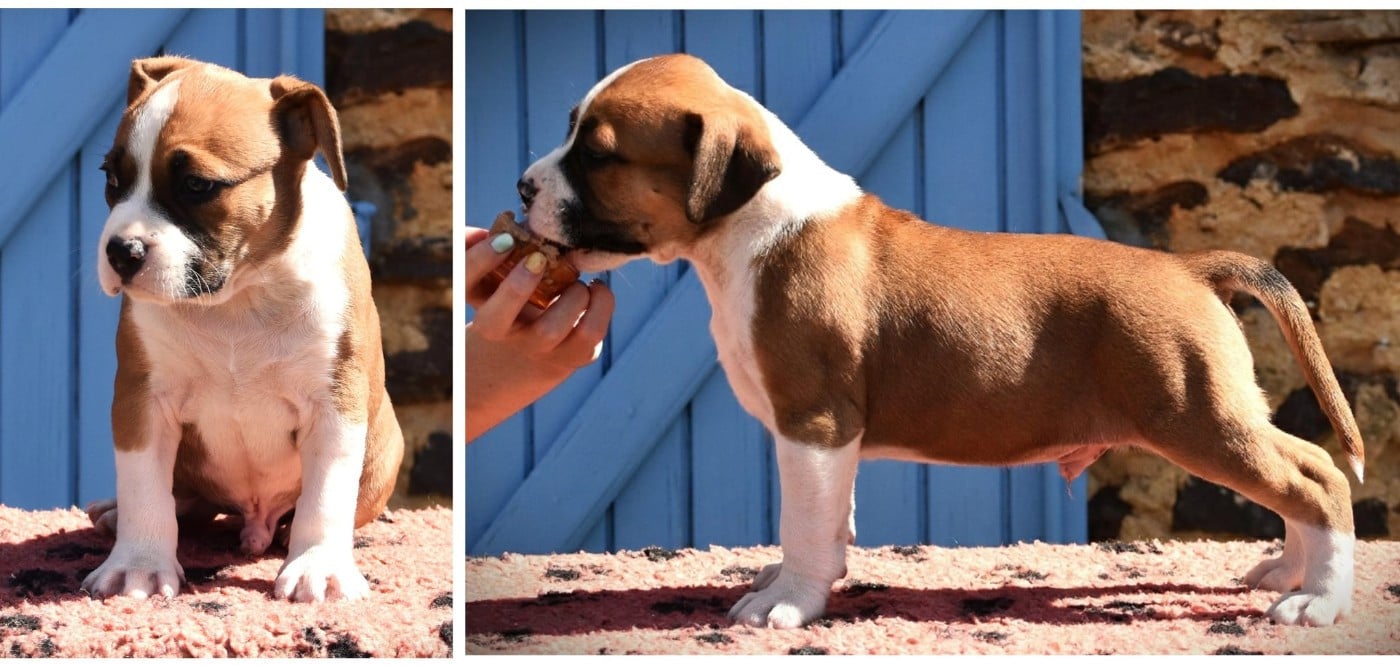 Chiot N°1