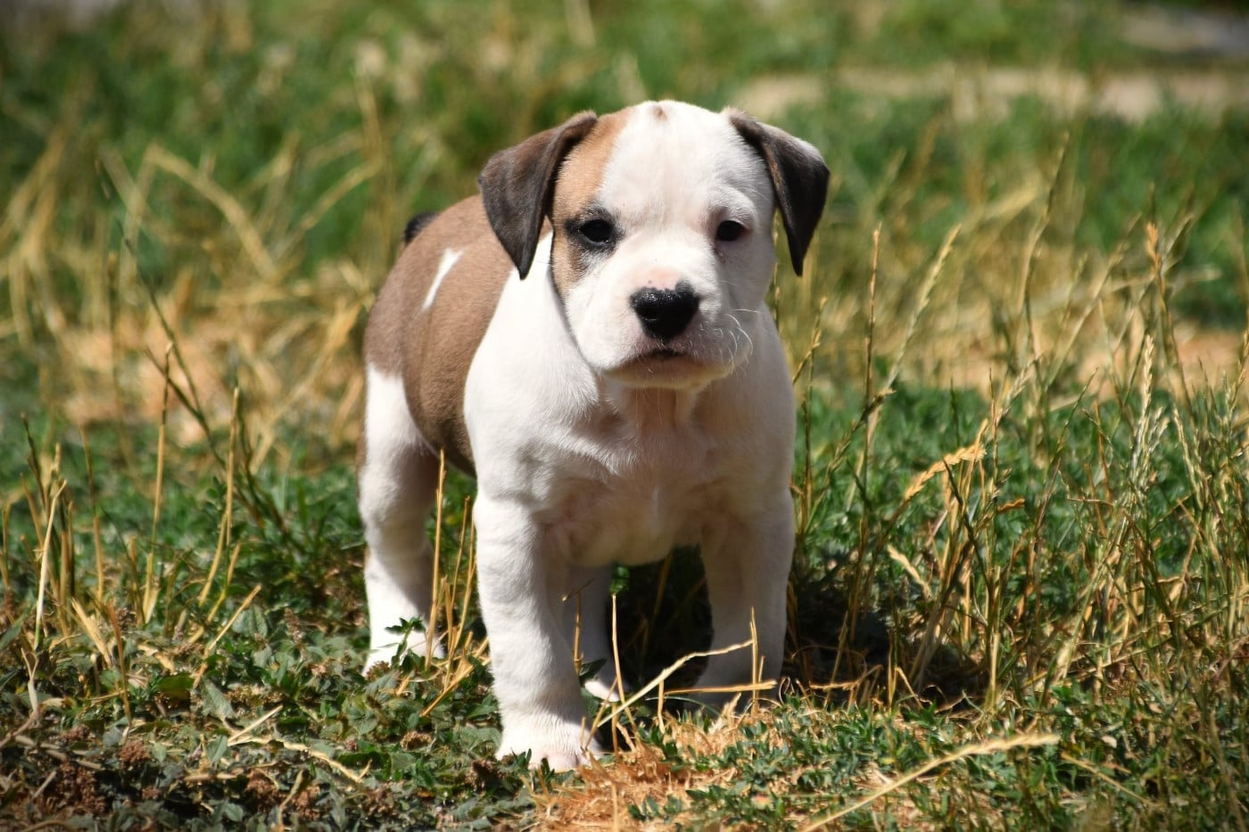 Chiot N°4