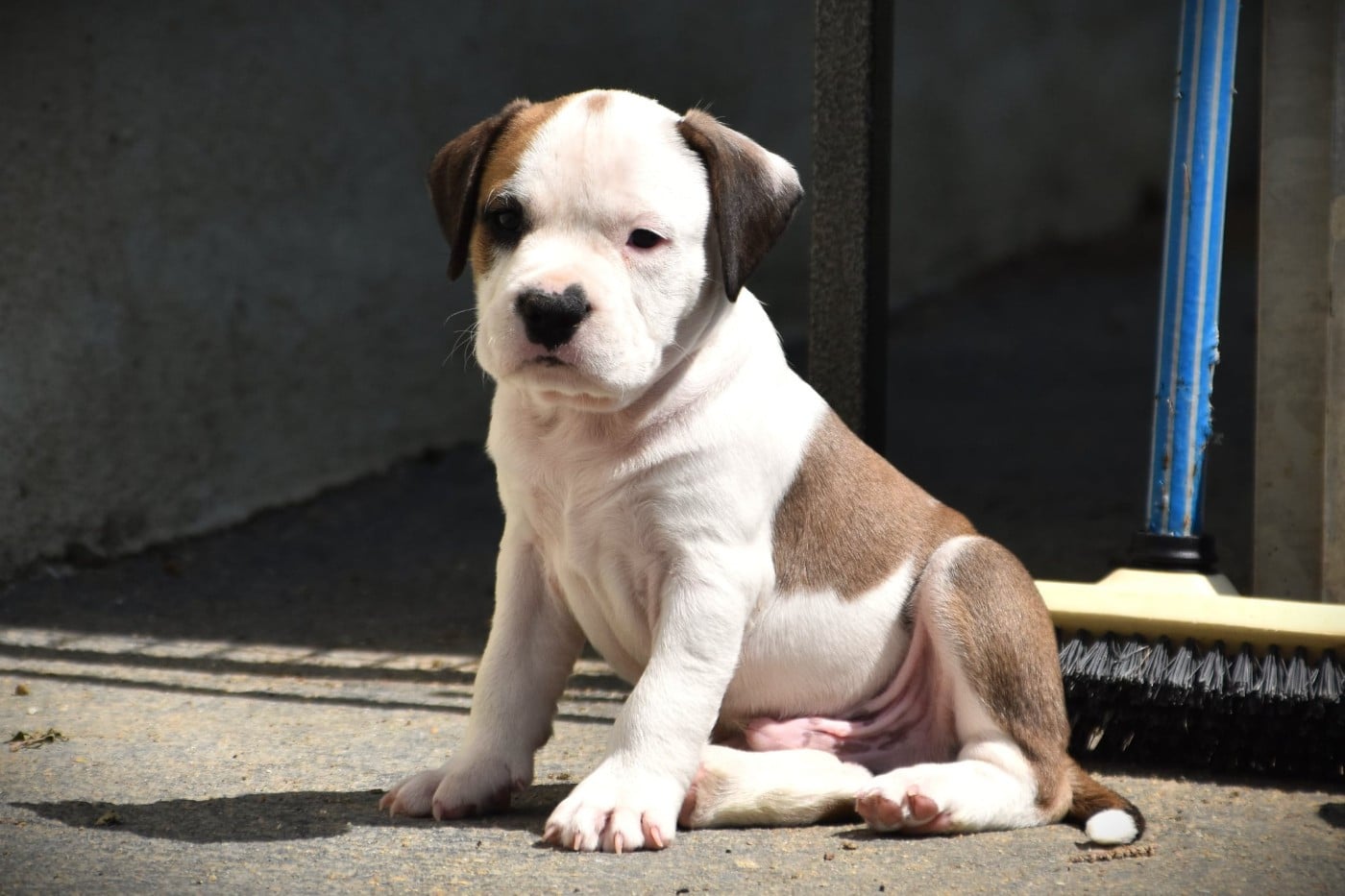 Chiot N°4