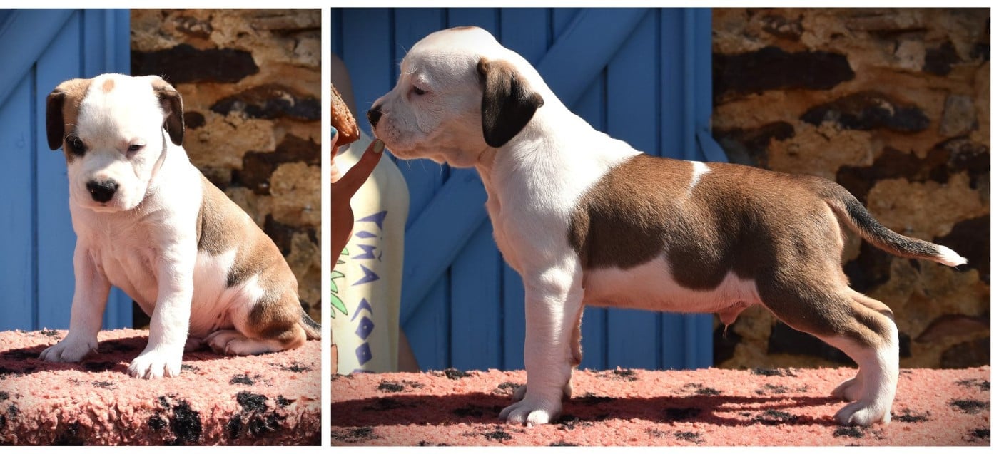 Chiot N°4