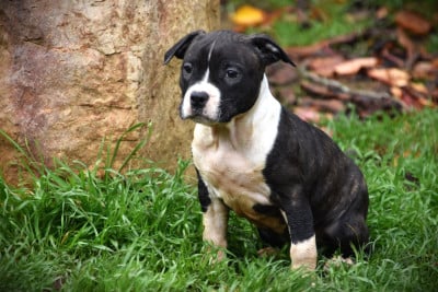 Les chiots de American Staffordshire Terrier