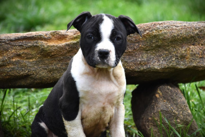 Les chiots de American Staffordshire Terrier