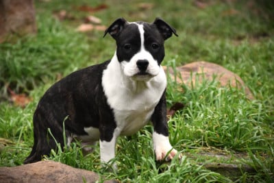 Les chiots de American Staffordshire Terrier