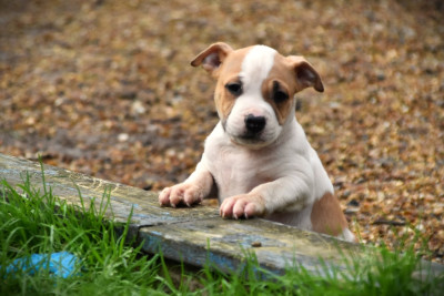 Les chiots de American Staffordshire Terrier