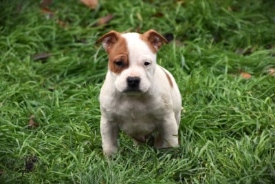 Les chiots de American Staffordshire Terrier