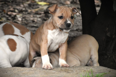 Les chiots de American Staffordshire Terrier