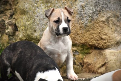 Les chiots de American Staffordshire Terrier