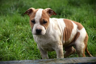 Les chiots de American Staffordshire Terrier