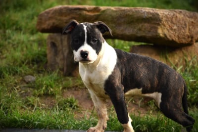 Les chiots de American Staffordshire Terrier
