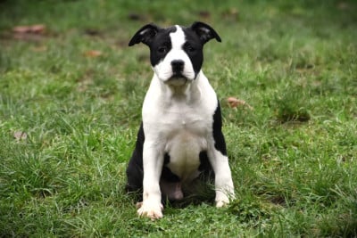 Les chiots de American Staffordshire Terrier