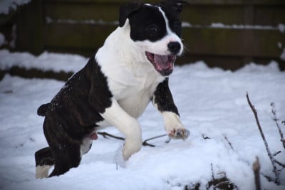 Les chiots de American Staffordshire Terrier