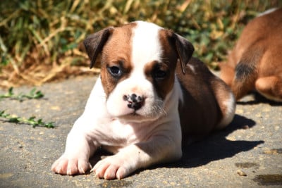 Les chiots de American Staffordshire Terrier