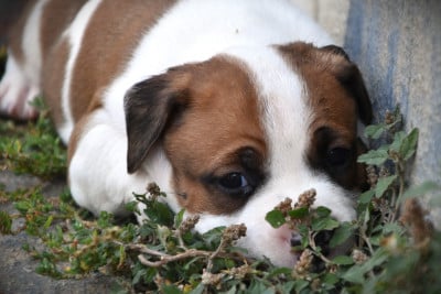 Les chiots de American Staffordshire Terrier