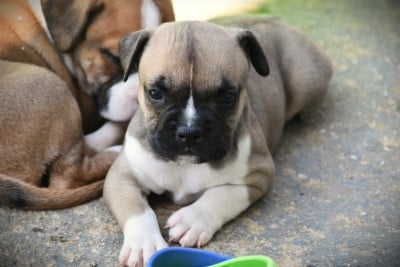 Les chiots de American Staffordshire Terrier