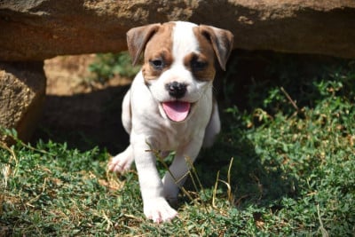 Les chiots de American Staffordshire Terrier