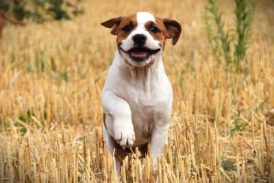 Les chiots de American Staffordshire Terrier