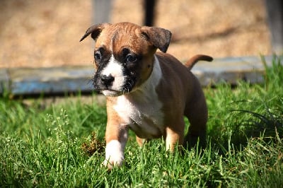Les chiots de American Staffordshire Terrier