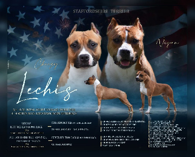 American Staffordshire Terrier - Lechis