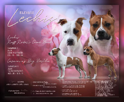 American Staffordshire Terrier - Lechis