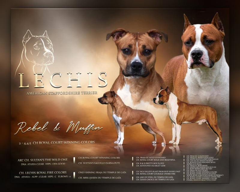 American Staffordshire Terrier - Lechis
