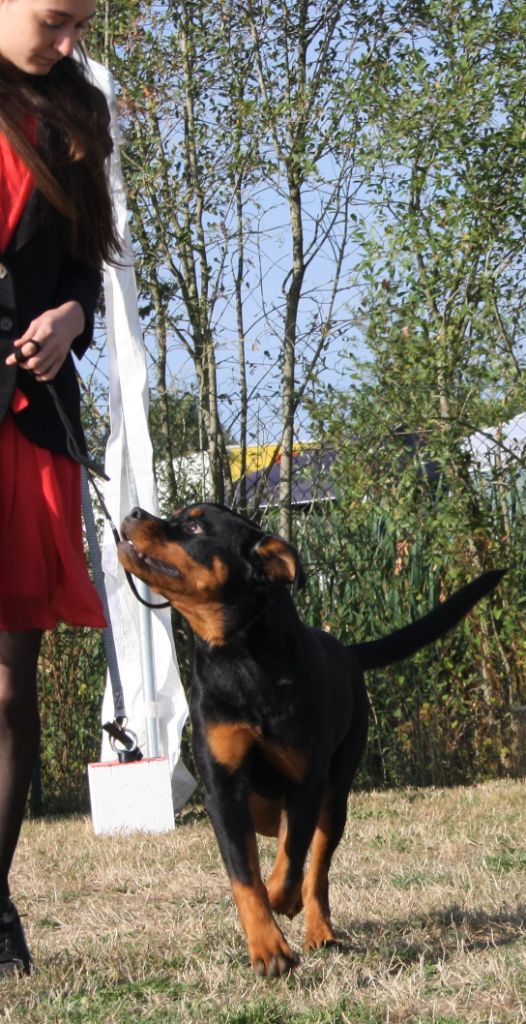 Xandra from house rotvis - Prometteur