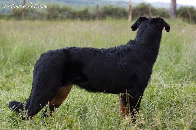 Nyx Des Gardiens D'apollinaire