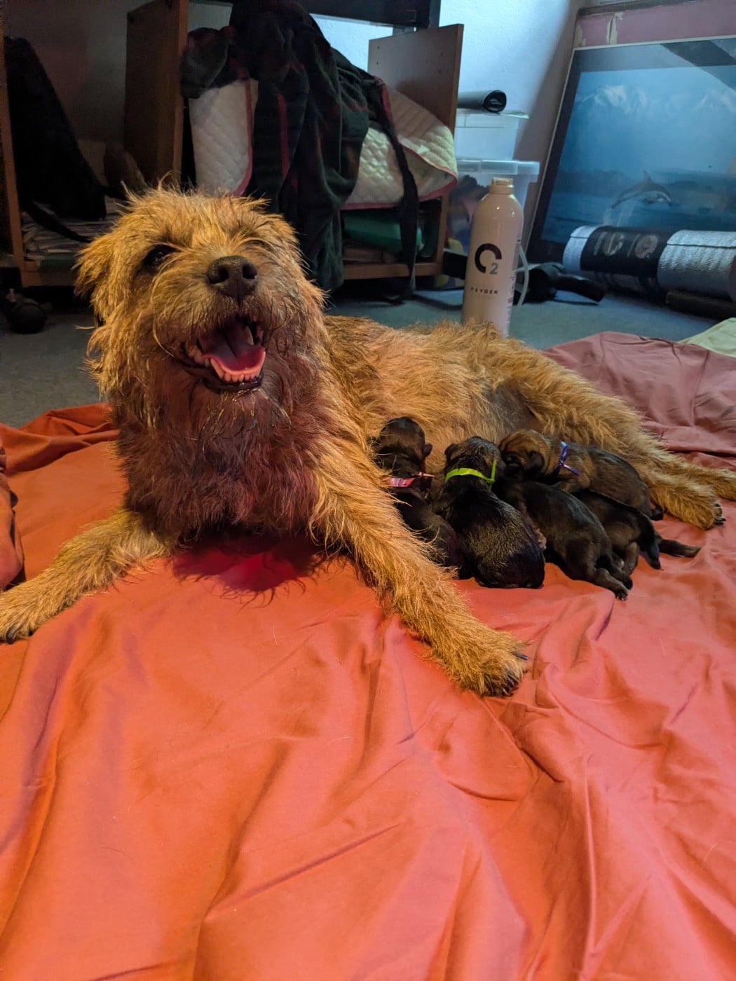 Border Terrier - d'Hixa's Stories