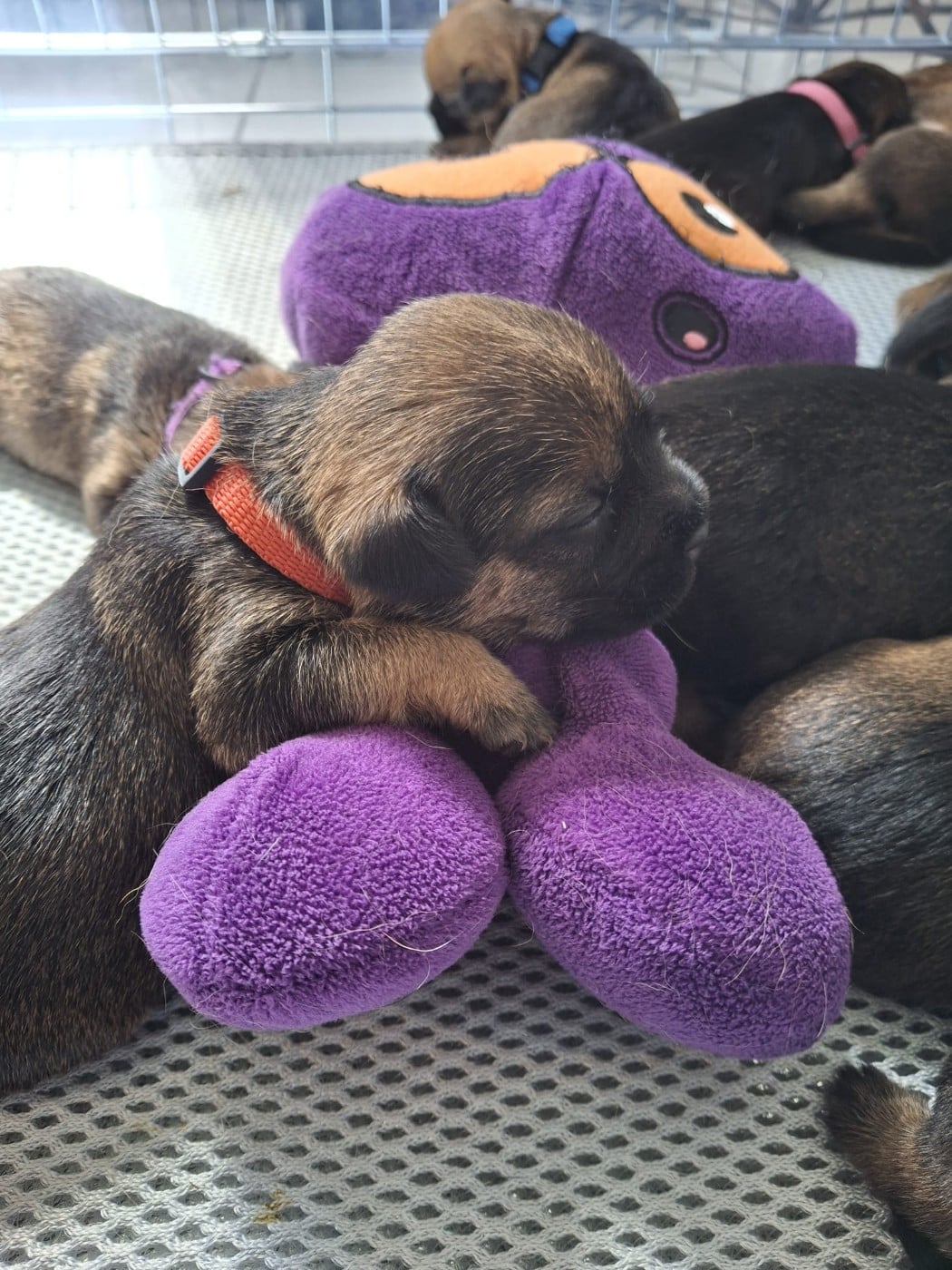 Border Terrier - d'Hixa's Stories