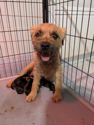 Border Terrier