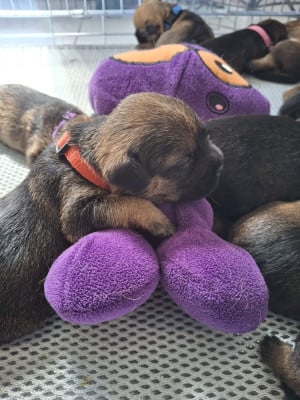 Les chiots de Border Terrier