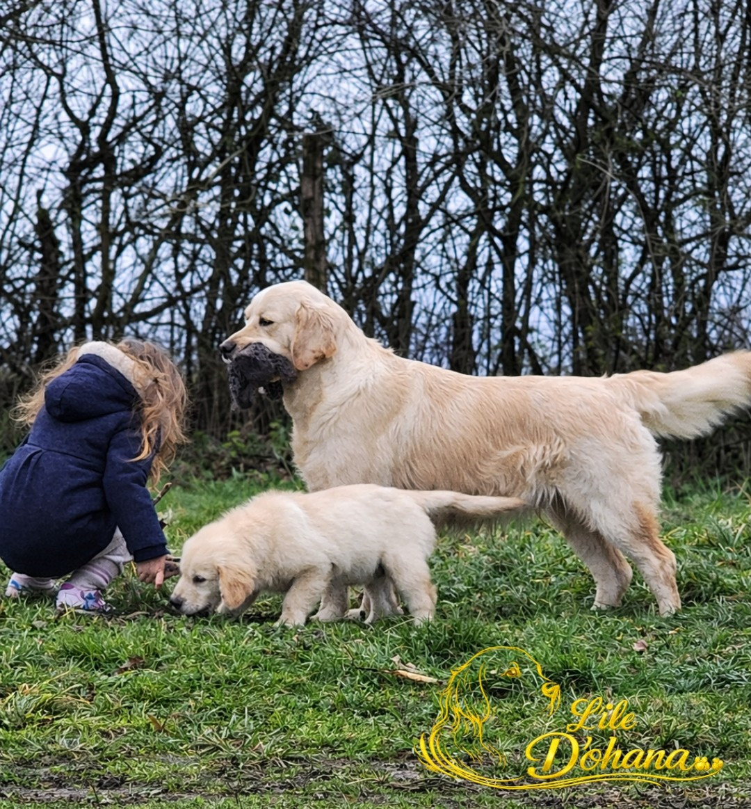 Venus Du Domaine Texan