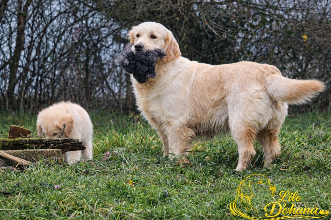 Venus Du Domaine Texan