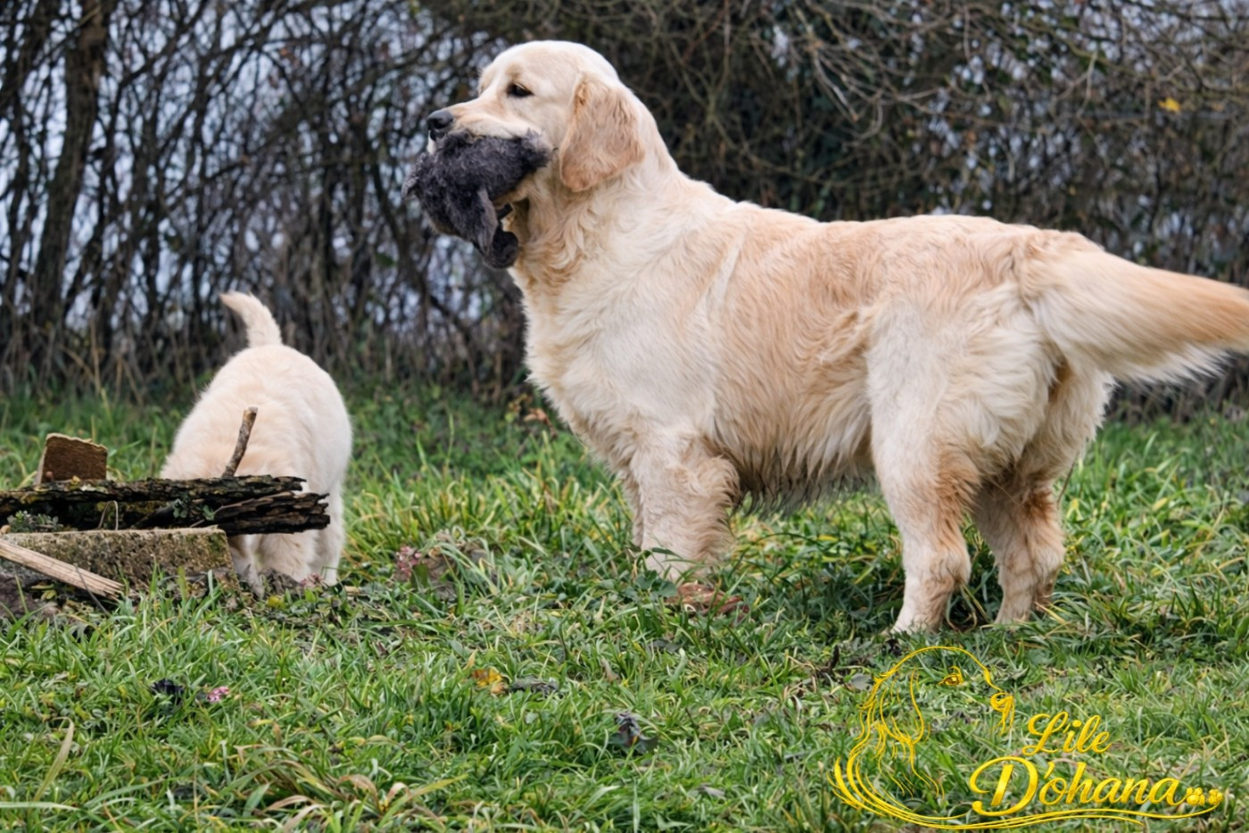 Venus Du Domaine Texan