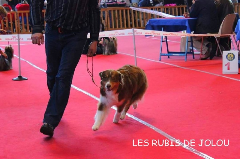 Joy little princess Des Bergers D'Hadisga
