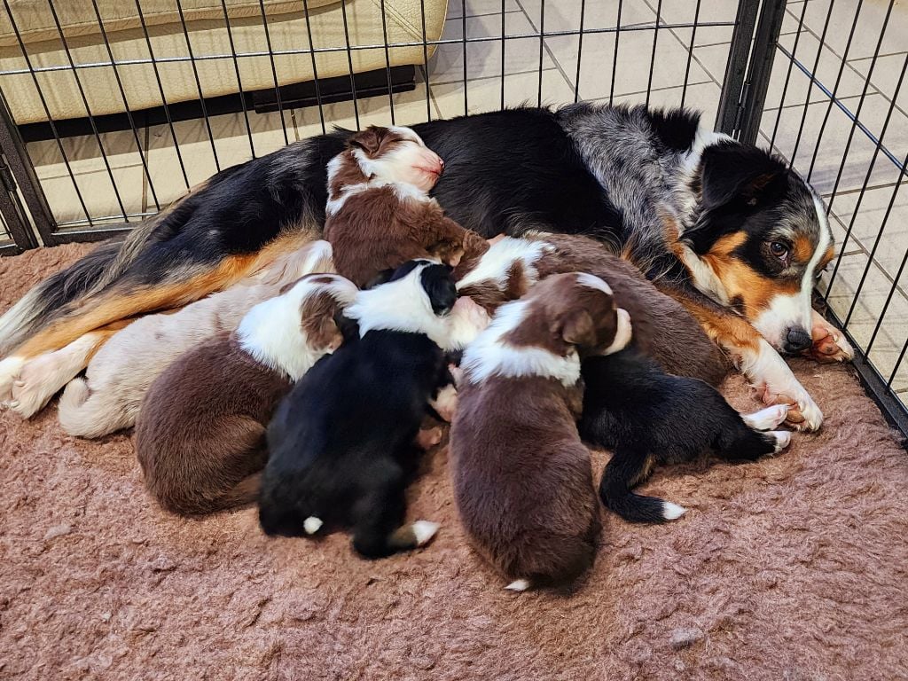 Berger Américain Miniature  - Des Rubis De Jolou