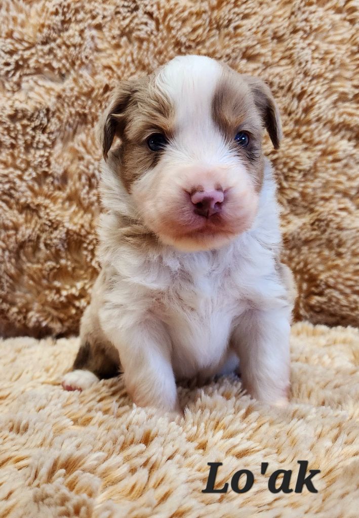 LO'AK - Berger Américain Miniature 