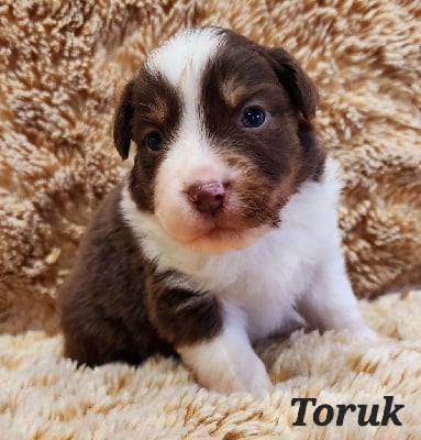 Les chiots de Berger Américain Miniature 