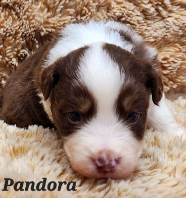 Les chiots de Berger Américain Miniature 