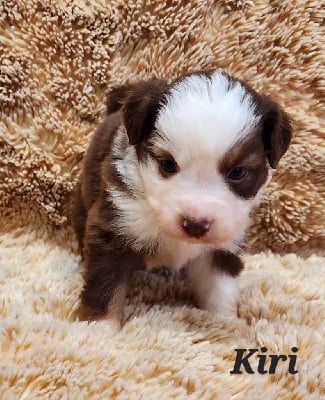 Les chiots de Berger Américain Miniature 