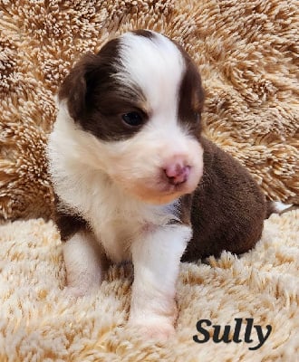 Les chiots de Berger Américain Miniature 