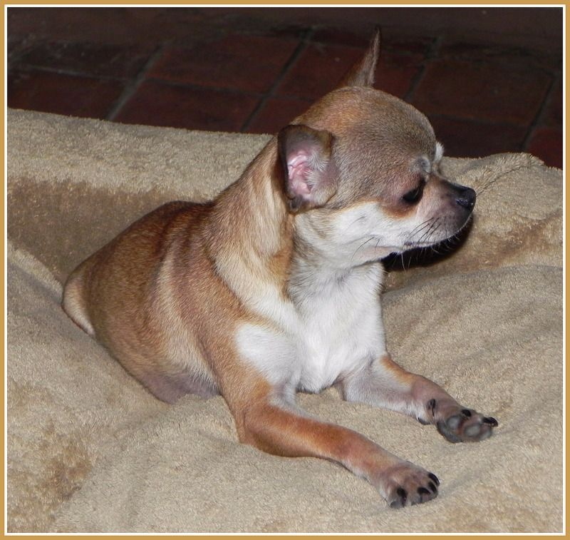 Publication : Des Petits Bikinis Auteur : Sandrine Caillaud