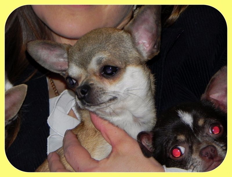 Publication : Des Petits Bikinis Auteur : Sandrine Caillaud