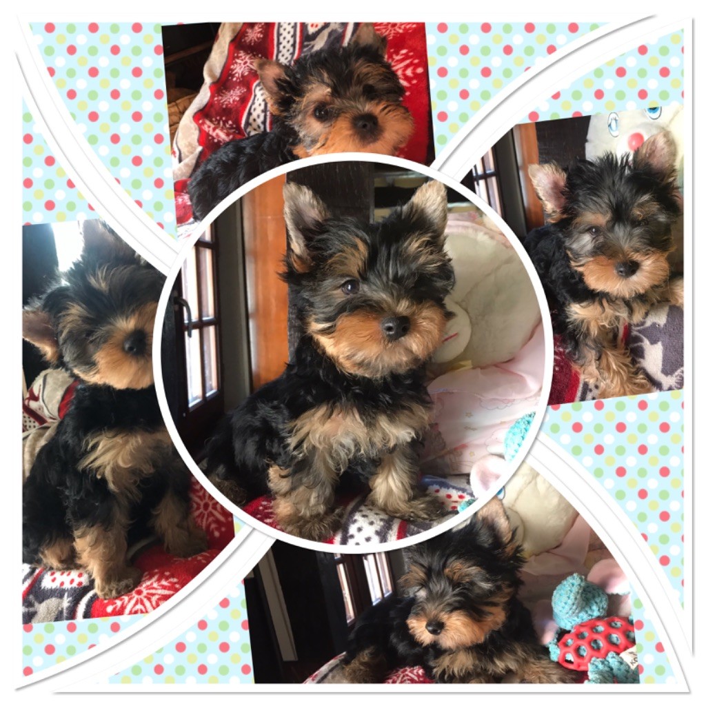 Chiot Elevage du Royaume de Haute Cour eleveur de chiens Yorkshire