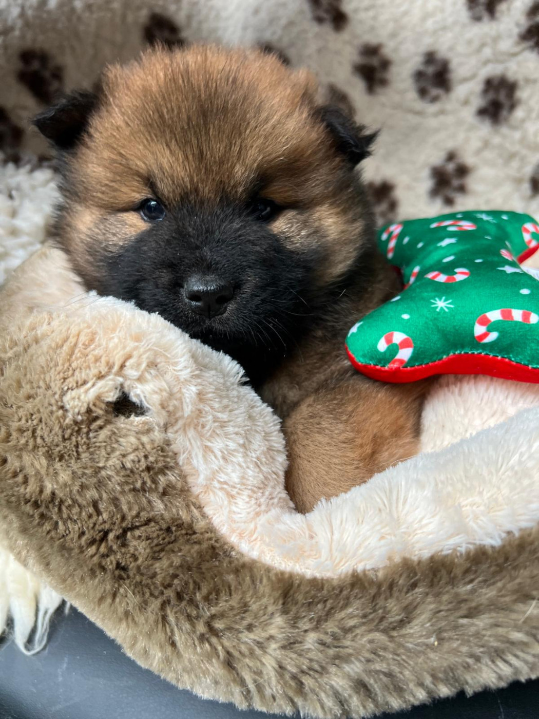 Mr orange - Eurasier