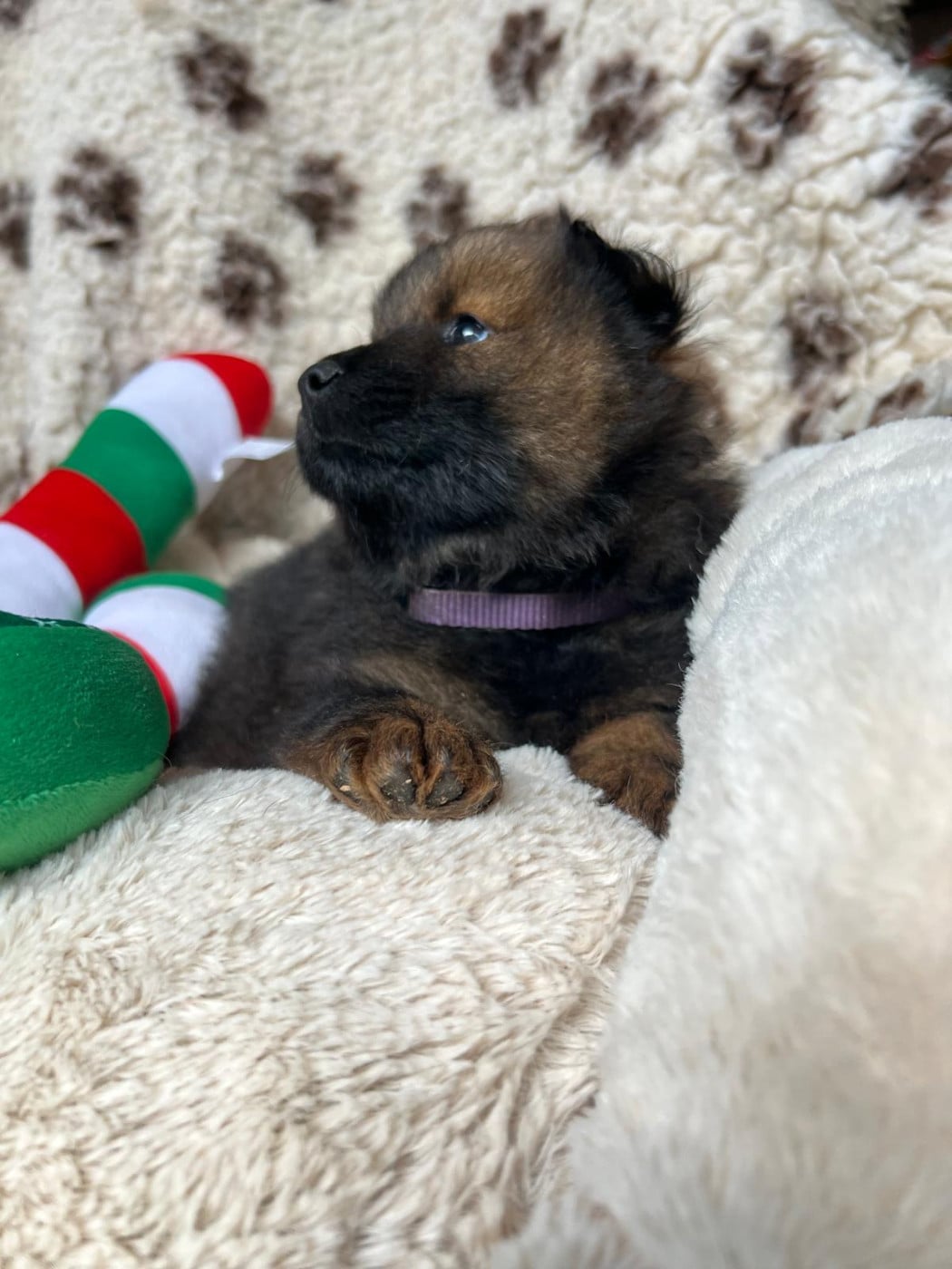 Mr violet - Eurasier