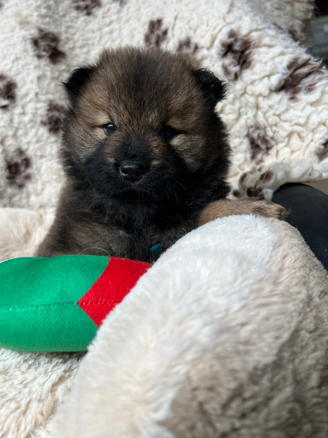 Mr bleu clair - Eurasier
