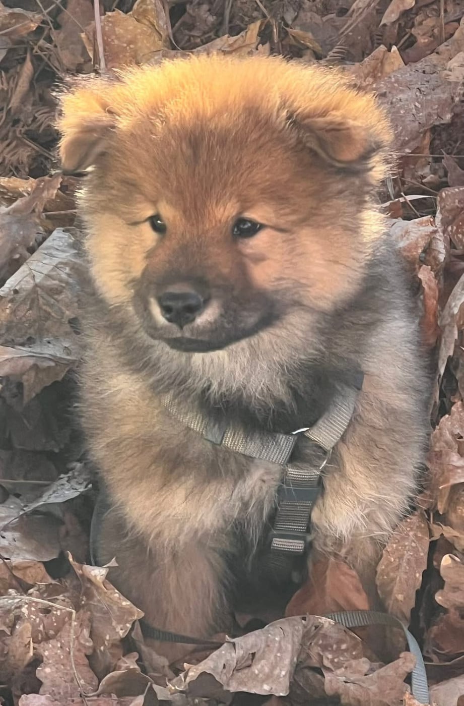 Albator (nom provisoire) - Eurasier